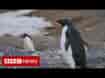 How Antarctic penguins are revealing climate change - BBC News