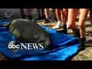 Manatee released back into water after rehabilitation