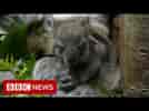 UK safari park welcomes baby southern koala in European first - BBC News